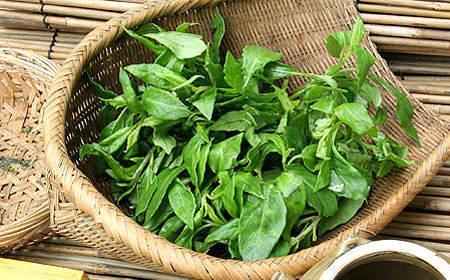 野菜尝鲜就好,不宜当家常菜天天吃(图1) 野菜尝鲜就好,不宜当家常菜天天吃(图1)