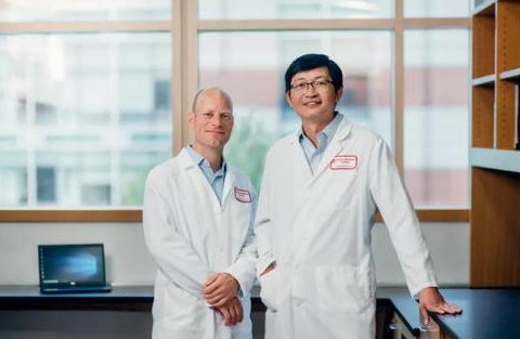 哈佛科学家找到保护胰岛β细胞的新方法
