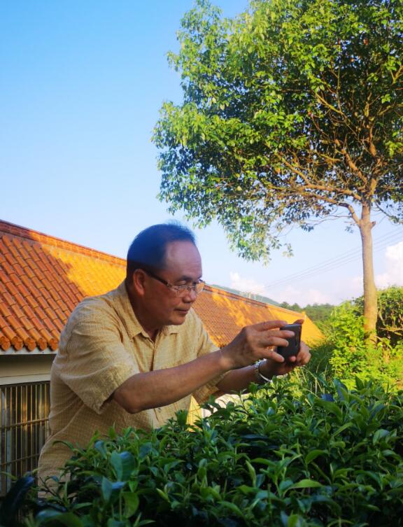 李其斌教授指定大明山感仙红茶为断糖专用茶(图2)