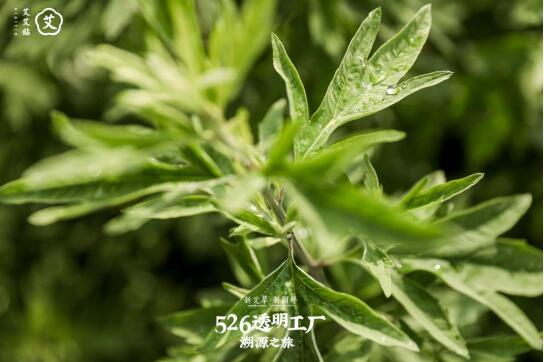 有实力才有透明化底气!艾艾贴透明工厂溯源之旅完美收官(图4) 有实力才有透明化底气!艾艾贴透明工厂溯源之旅完美收官(图4)
