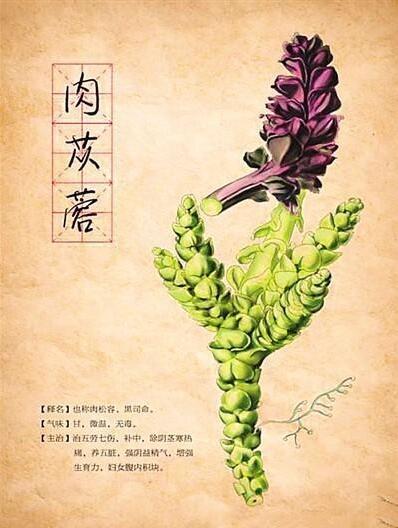 “中式养生”新趋势，华洪生态科技开创即饮肉苁蓉草本精华饮新食代(图3)